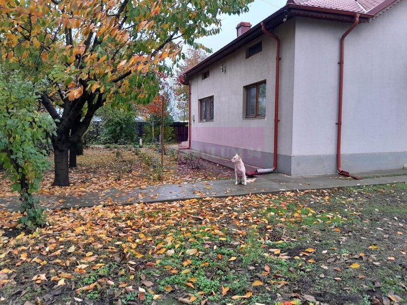 ISLAZ / IF - CASA P+1 (7 CAM) DE VANZARE